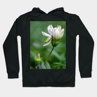 Dwarf Tree Frog and Flower Hoodie